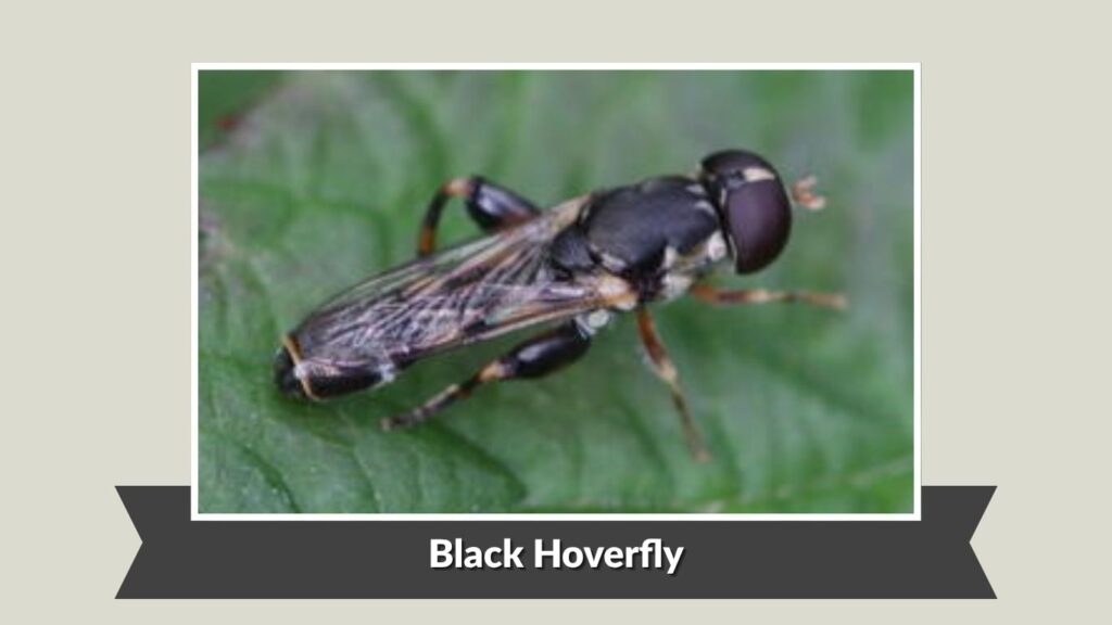 Black Hoverfly (Cheilosia spp.)