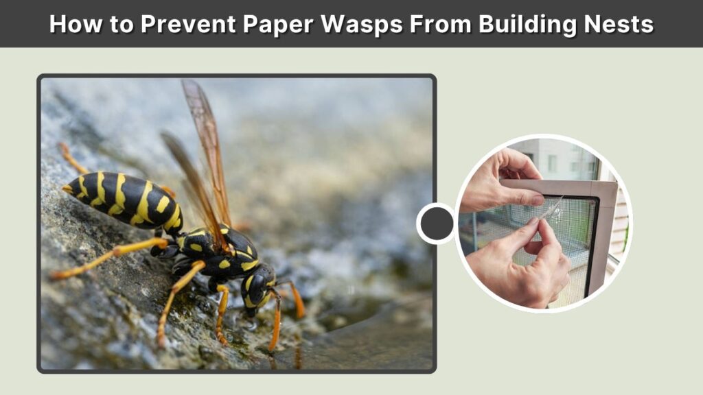 How to Prevent Paper Wasps From Building Nests
