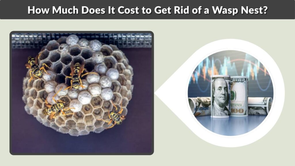How Much Does It Cost to Get Rid of a Wasp Nest?