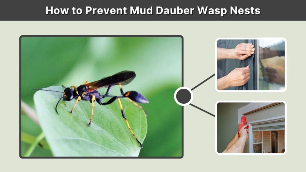 How to Prevent Mud Dauber Wasp Nests