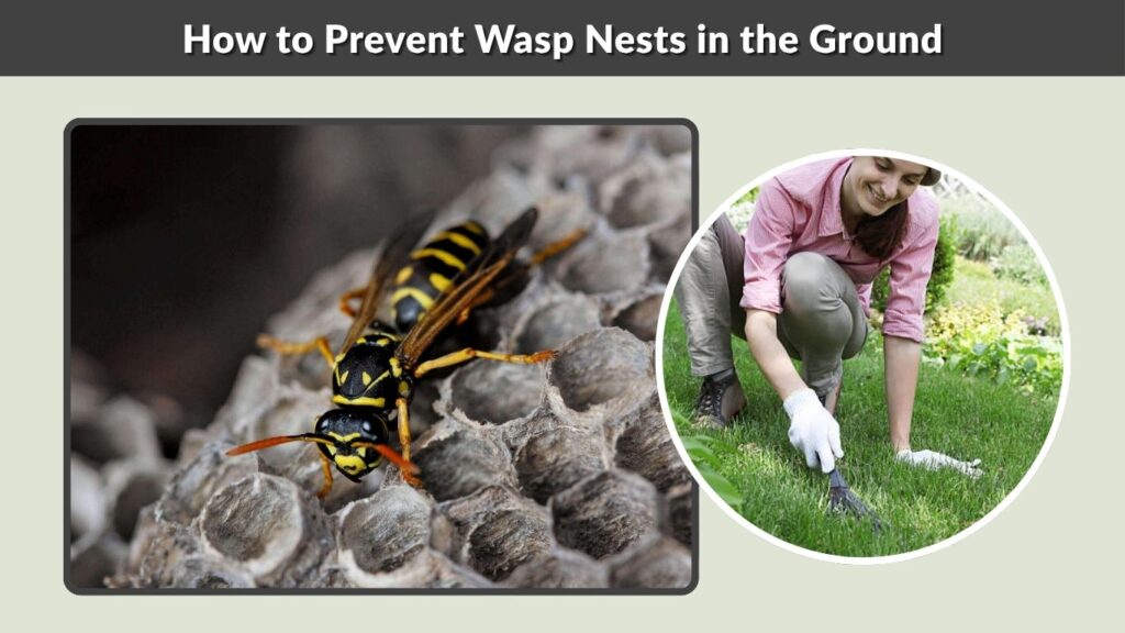 How to Prevent Wasp Nests in the Ground