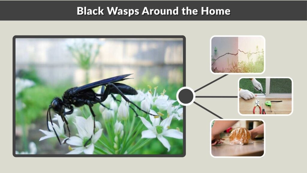Black Wasps Around the Home