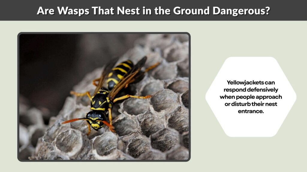 Are Wasps That Nest in the Ground Dangerous?