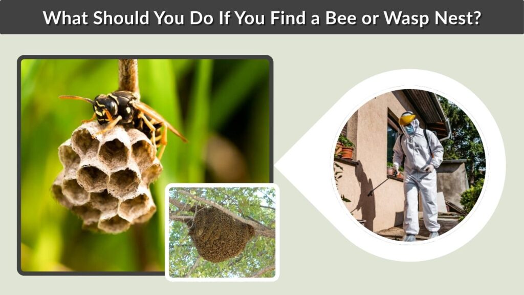 What Should You Do If You Find a Bee or Wasp Nest?