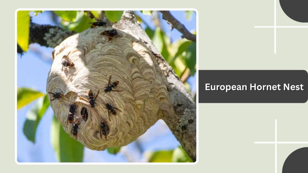 European Hornet Nest