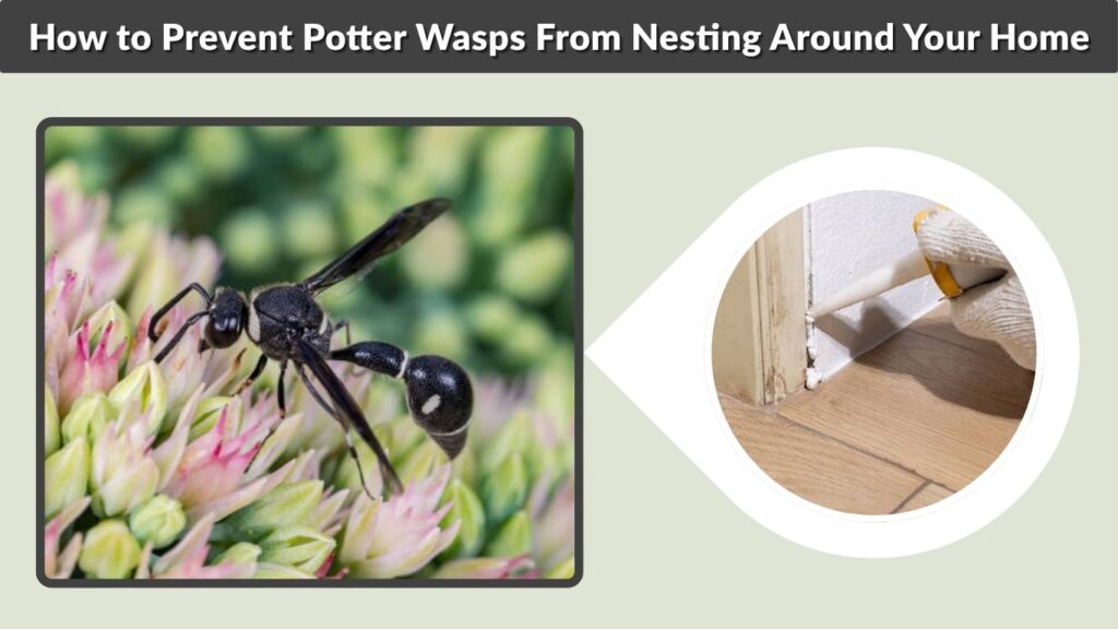 How to Prevent Potter Wasps From Nesting Around Your Home