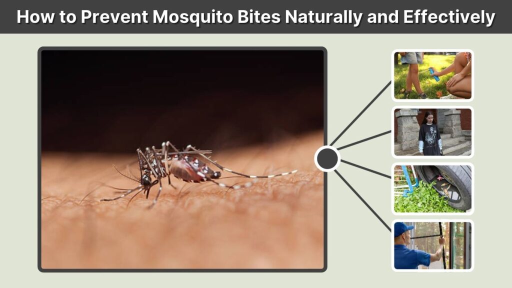 How to Prevent Mosquito Bites Naturally and Effectively