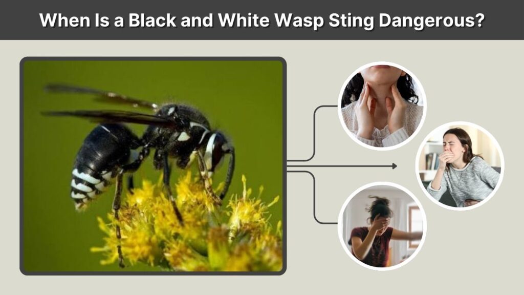 When Is a Black and White Wasp Sting Dangerous?