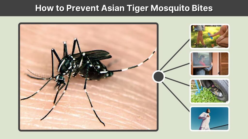 How to Prevent Asian Tiger Mosquito Bites