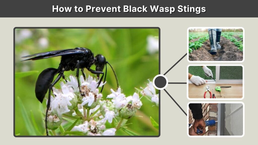 How to Prevent Black Wasp Stings