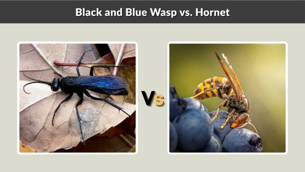 Black and Blue Wasp vs. Hornet