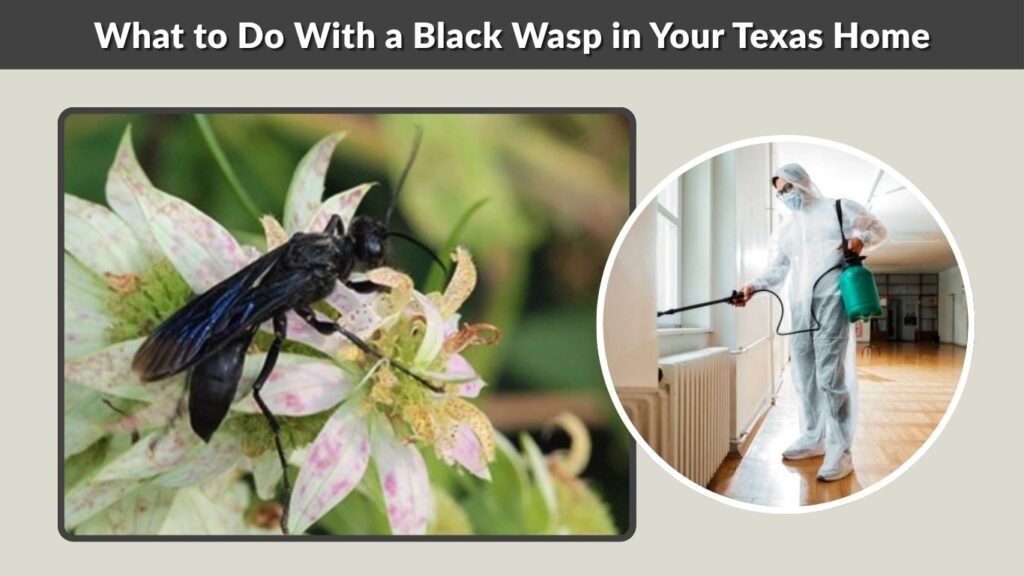 What to Do With a Black Wasp in Your Texas Home