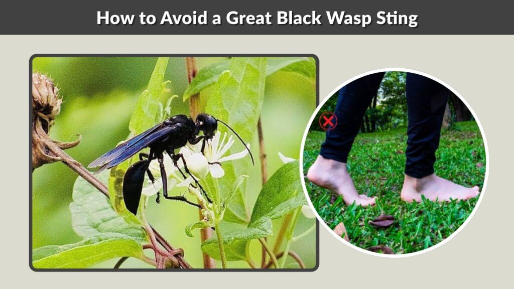 How to Avoid a Great Black Wasp Sting