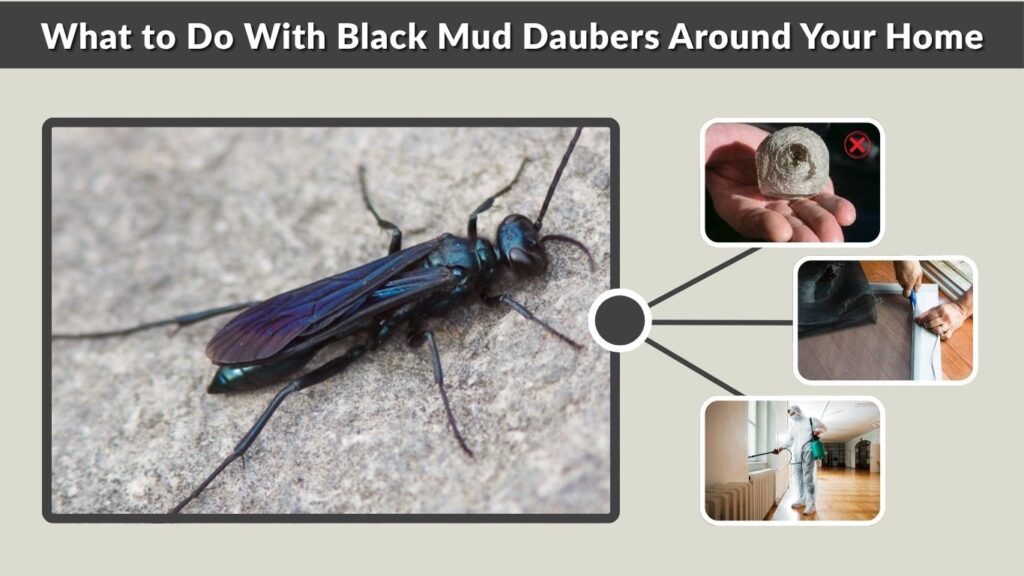 What to Do With Black Mud Daubers Around Your Home
