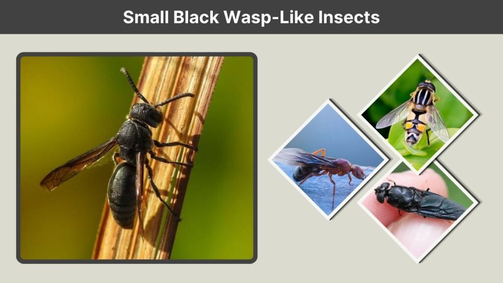 Small Black Wasp-Like Insects