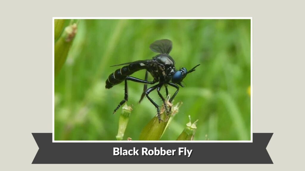 Black Robber Fly (Promachus spp.)