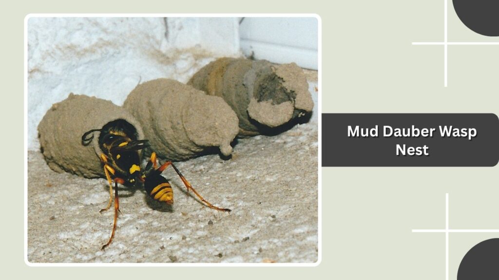 Mud Dauber Wasp Nest