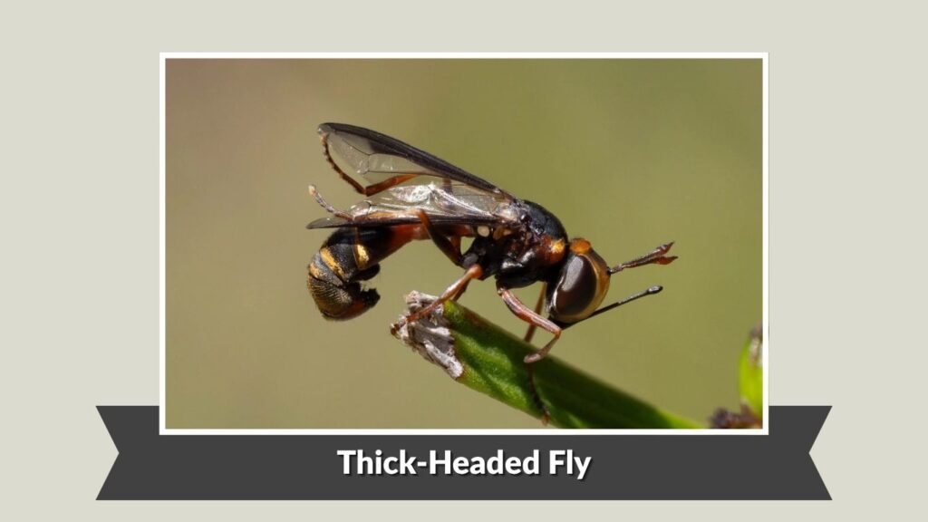 Thick-Headed Fly (Conopidae Family)