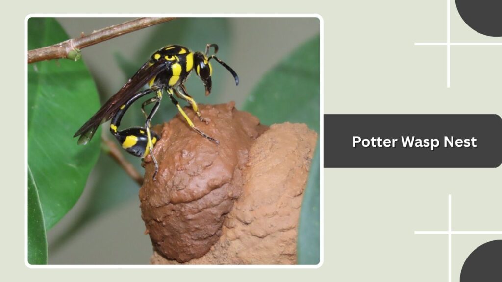 Potter Wasp Nest