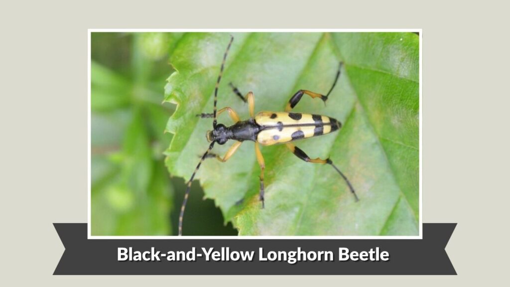 Black-and-Yellow Longhorn Beetle (Rutpela maculata)