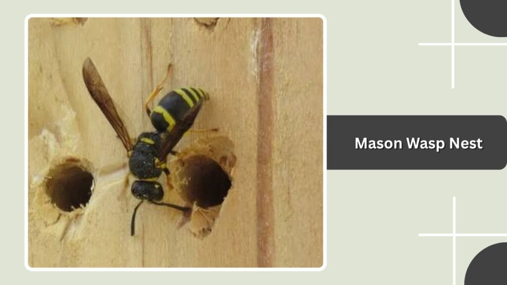 Mason Wasp Nest