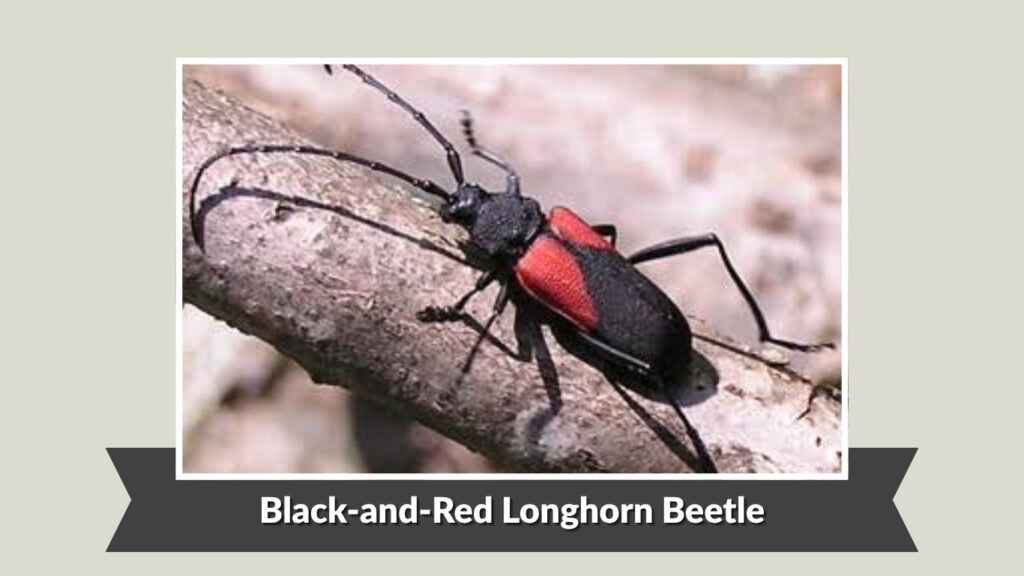 Black-and-Red Longhorn Beetle (Necydalis mellita)