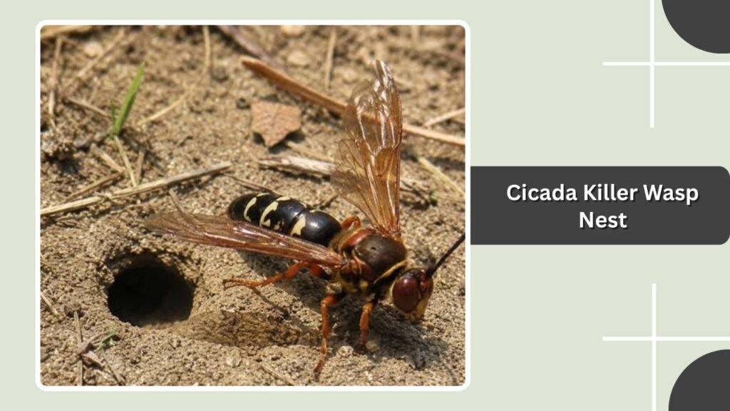 Cicada Killer Wasp Nest