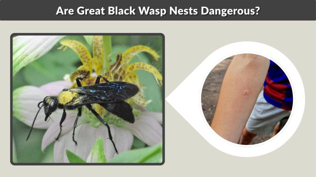 Are Great Black Wasp Nests Dangerous?
