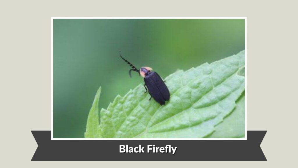 Black Firefly (Lucidota atra)