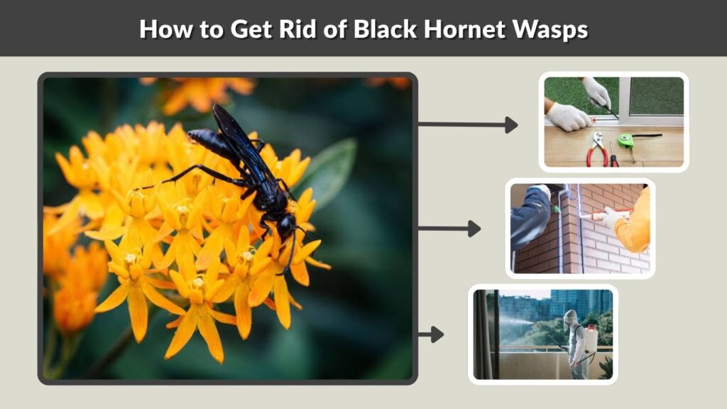 How to Get Rid of Black Hornet Wasps