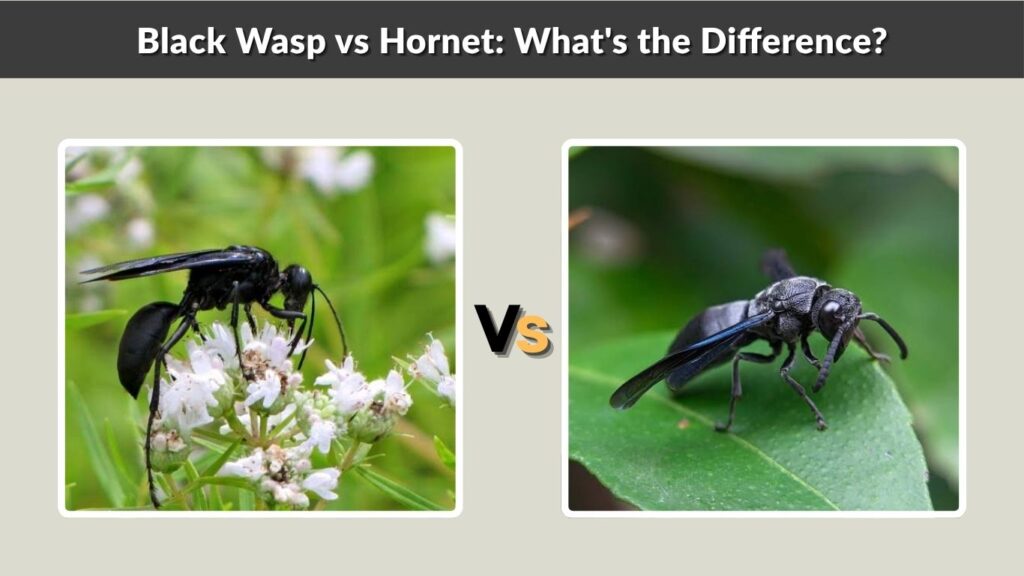 Black Wasp vs Hornet: What's the Difference?